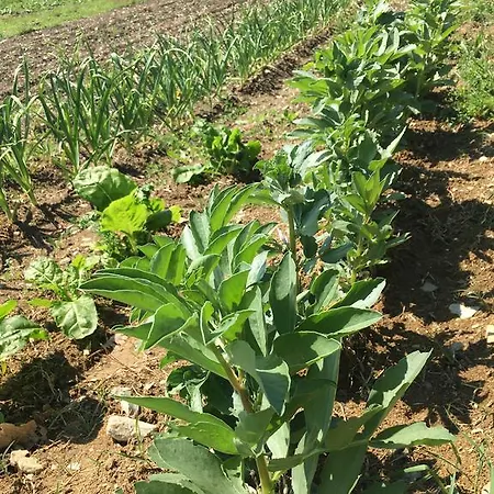 I Casali Del Trebbiolo Feriegård