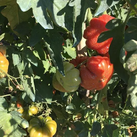 I Casali Del Trebbiolo Feriegård *